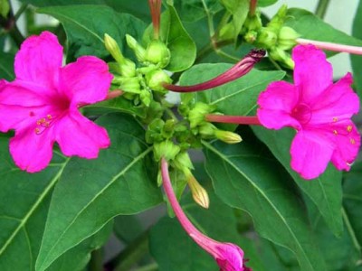 一年生花卉,多年生花卉植物有哪些