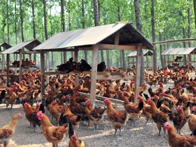 养鸡场设计图全套养鸡场设计图