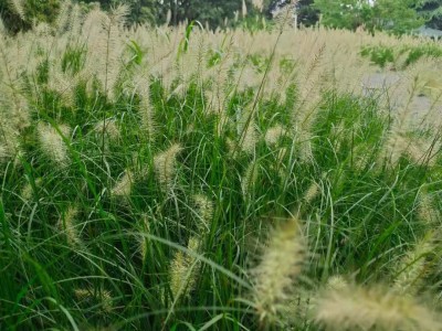 监理工程师哪个老师讲的好伍晓亮监理工程师