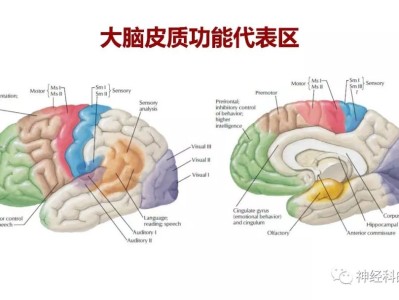 大脑结构图及功能图,大脑结构图