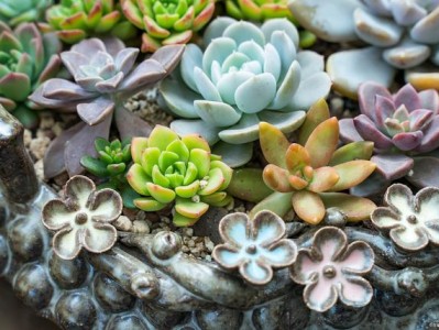 肉肉植物论坛,肉肉植物的养殖方法