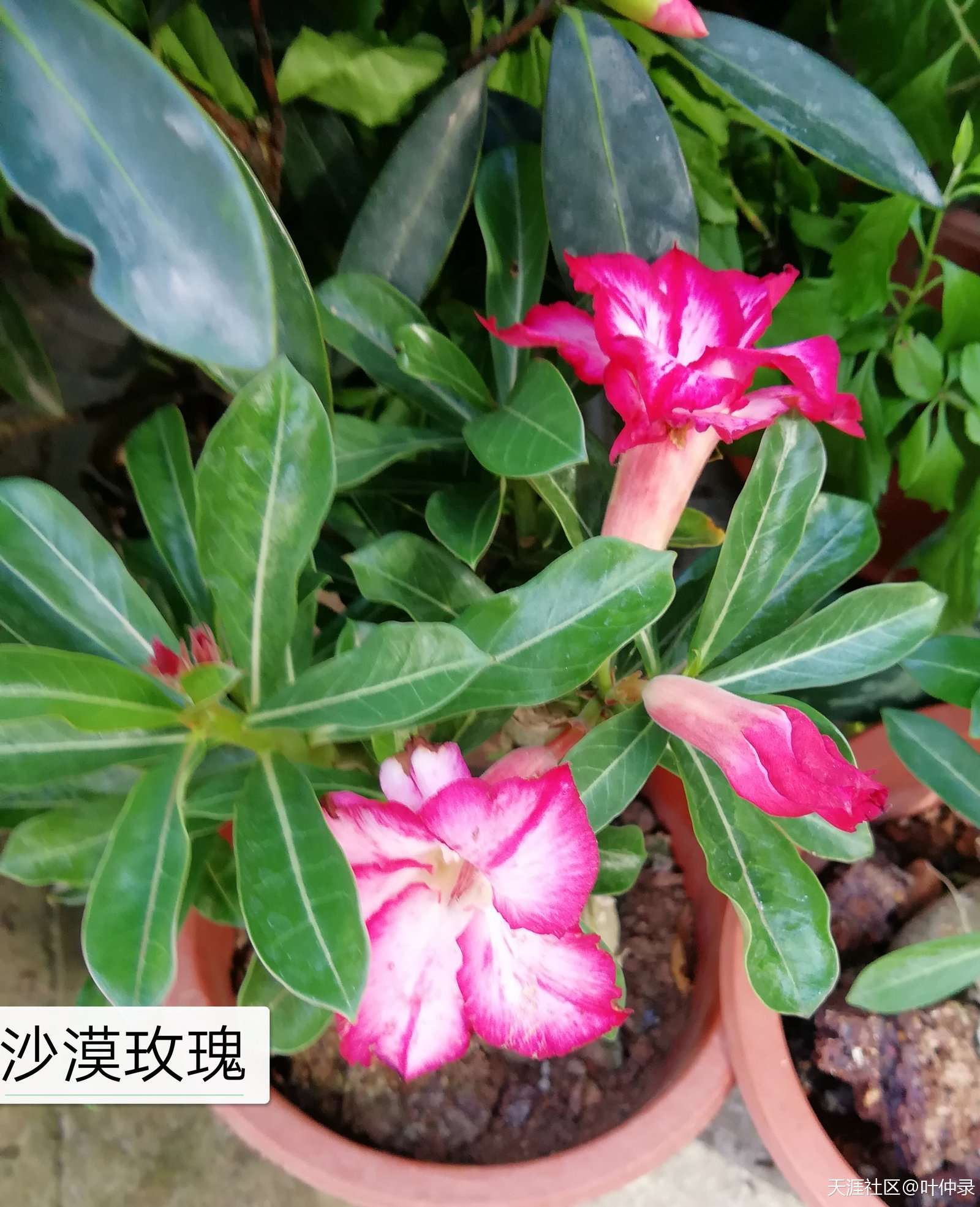 电影《监理工程师》编剧大纲--由本书作者编写  第11张