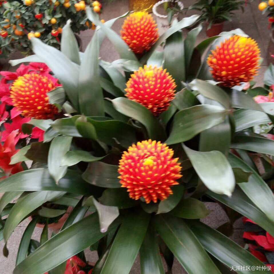 电影《监理工程师》编剧大纲--由本书作者编写  第16张