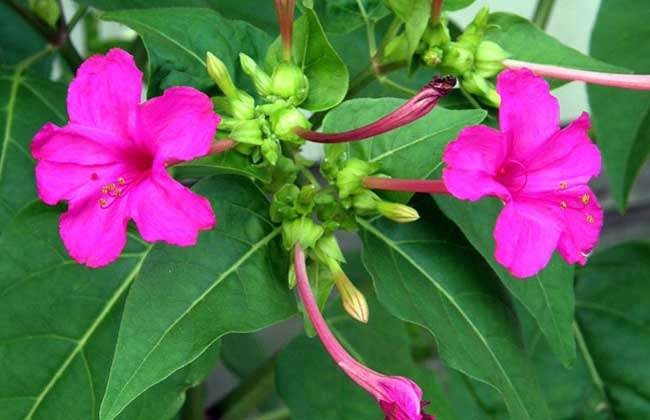 一年生花卉,多年生花卉植物有哪些 第1张 一年生花卉,多年生花卉植物有哪些 第1张